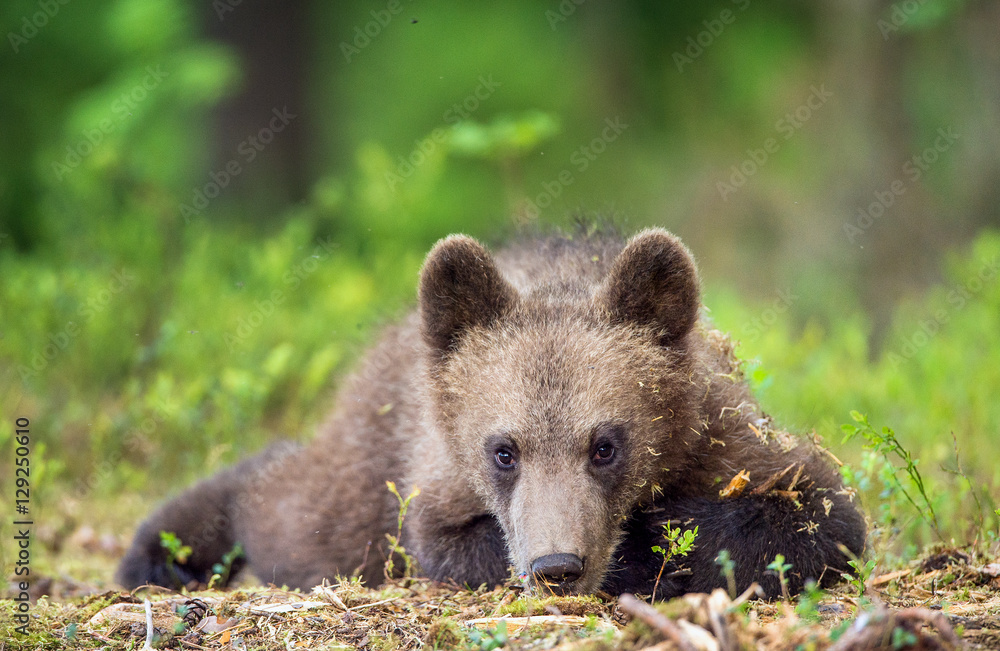 Cub of Brown bear (Ursus Arctos Arctos) in the summer forest. Natural green Background Cub of Brown bear (Ursus Arctos Arctos) in the summer forest. Natural green Background