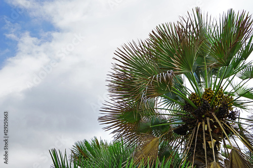 Palms in the botanical garden