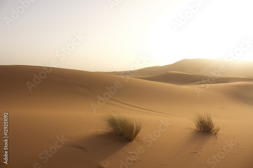 Desert Dreamscape