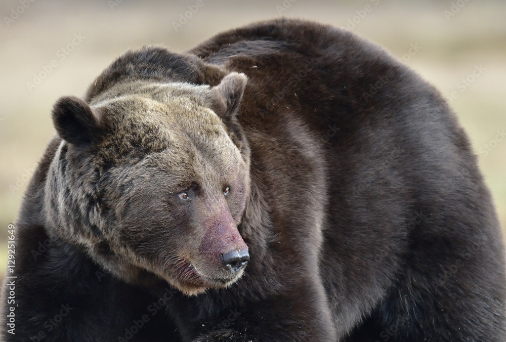 Brown Bear (Ursus arctos) in spring forest.