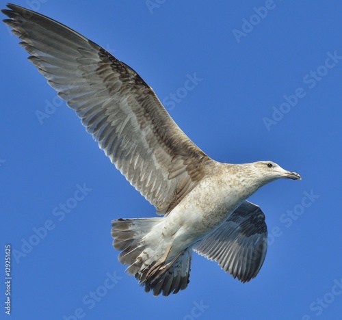 Flying Juvenile  Kelp gull  Larus dominicanus   also known as the Dominican gull and Black Backed Kelp Gull. Blue sky background. False Bay  South Africa