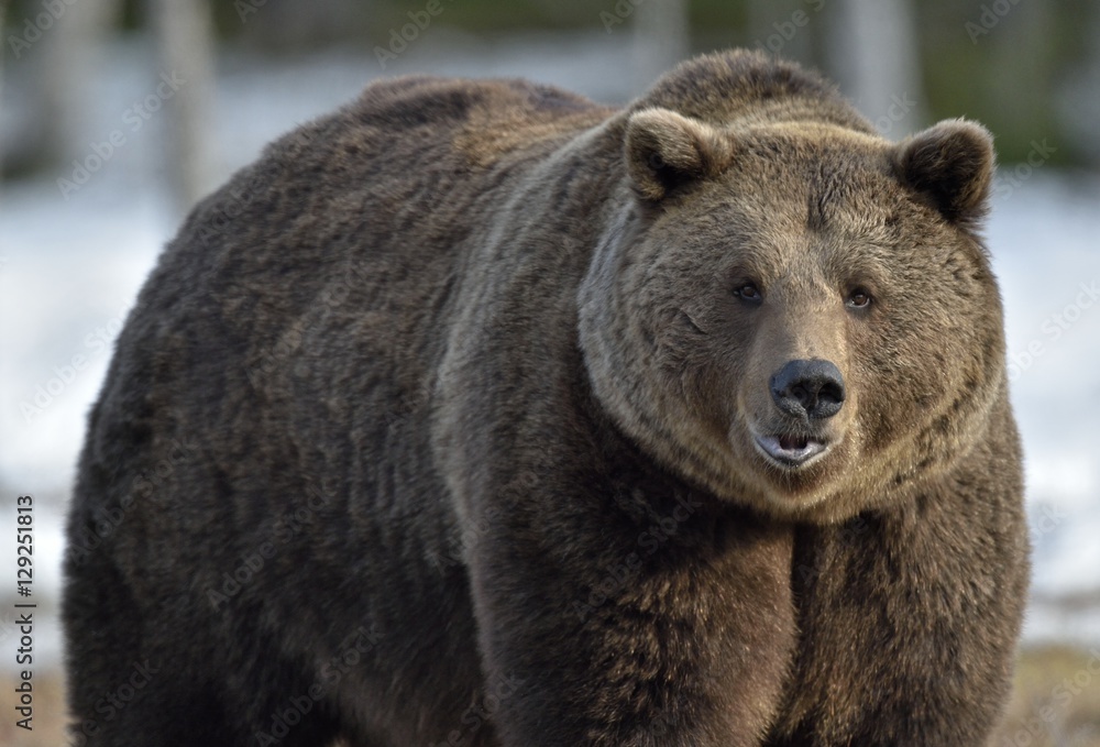 Naklejka premium Brown Bear (Ursus arctos) in spring forest.