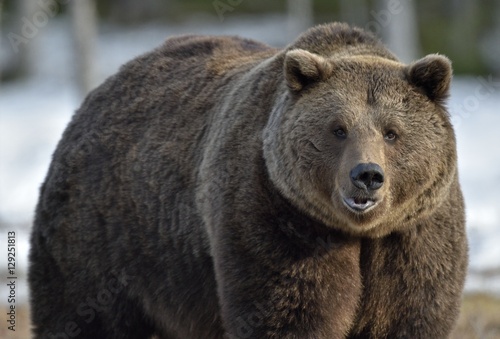 Brown Bear (Ursus arctos) in spring forest. © Uryadnikov Sergey