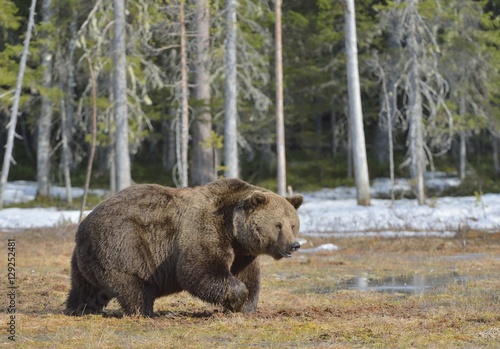 Brown Bear (Ursus arctos) in spring forest.