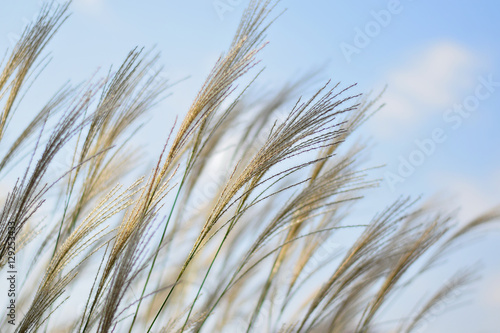 Nature background autumn Kans grass with clear sky background