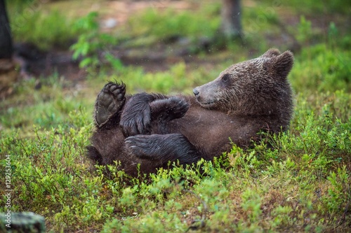 The Cub of wild brown bear (Ursus arctos) playing in a forest. Close-up