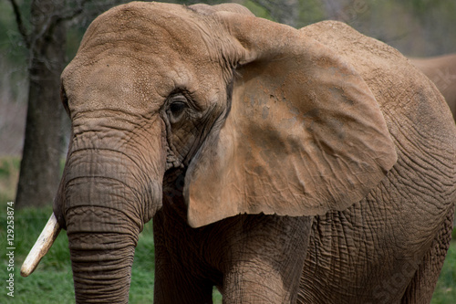 Photography Elephants in Nature