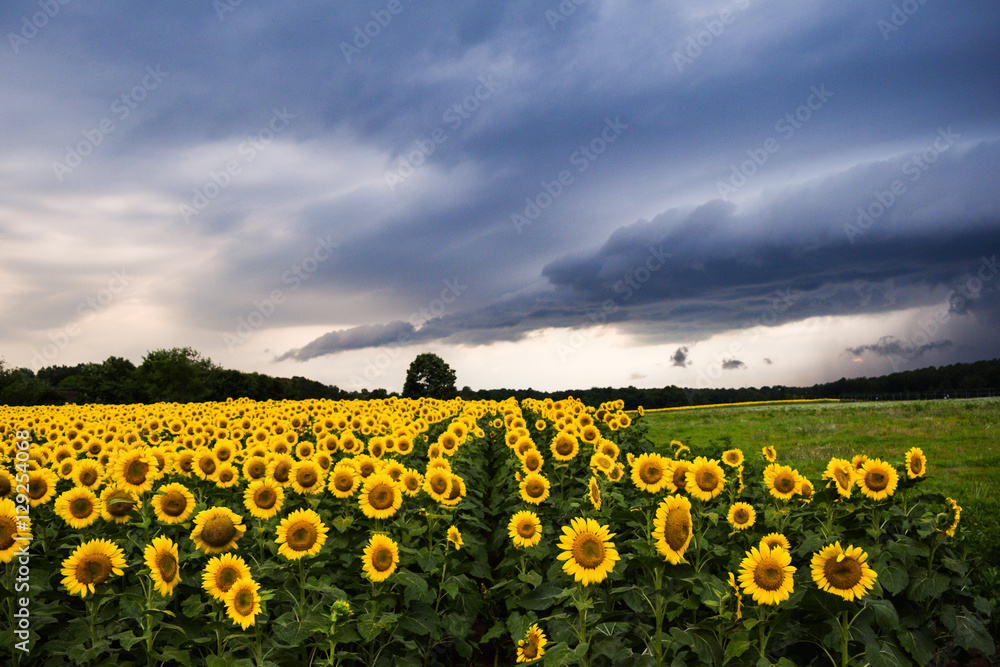 Obraz premium Sunflower in field with Thunderstorms