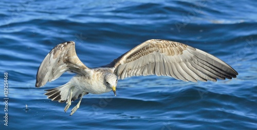 Flying Juvenile Kelp gull (Larus dominicanus), also known as the Dominican gull and Black Backed Kelp Gull. Natural blue water background of ocean . False Bay, South Africa