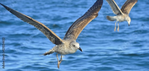 Flying Juvenile Kelp gull (Larus dominicanus), also known as the Dominican gull and Black Backed Kelp Gull. Natural blue water background of ocean . False Bay, South Africa