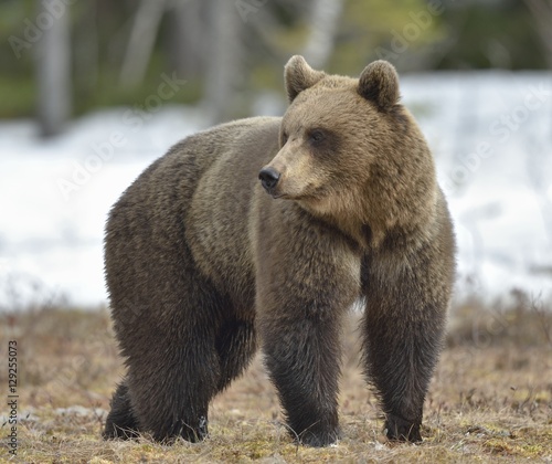 The Brown Bear (Ursus arctos) on the swamp in spring forest.