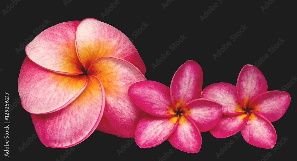 frangipani flower on white ground frangipani flower on white ground