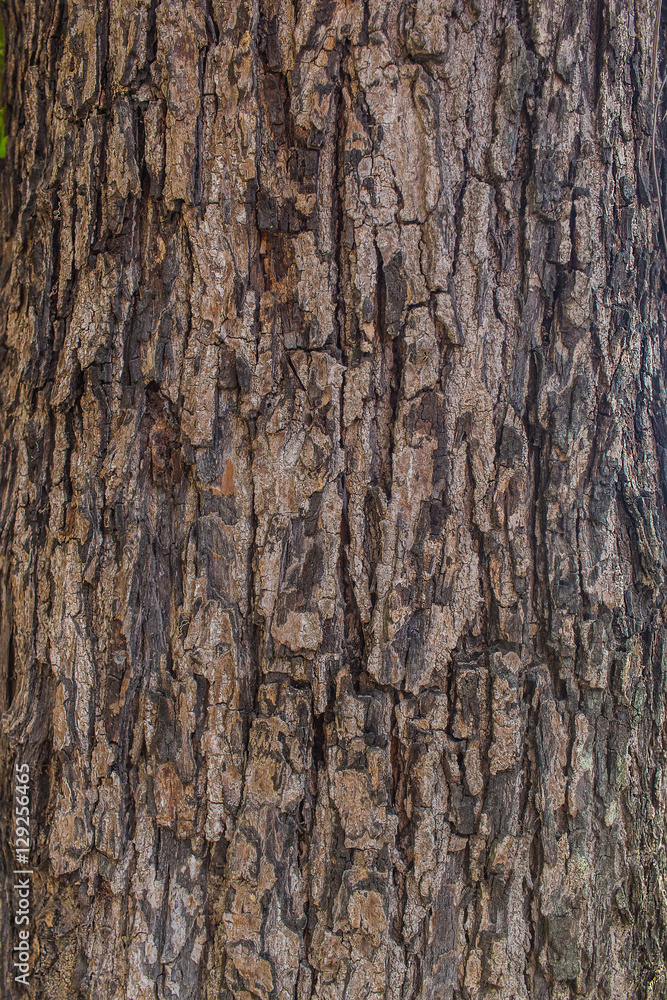 Tree bark background / texture Tree bark background / texture