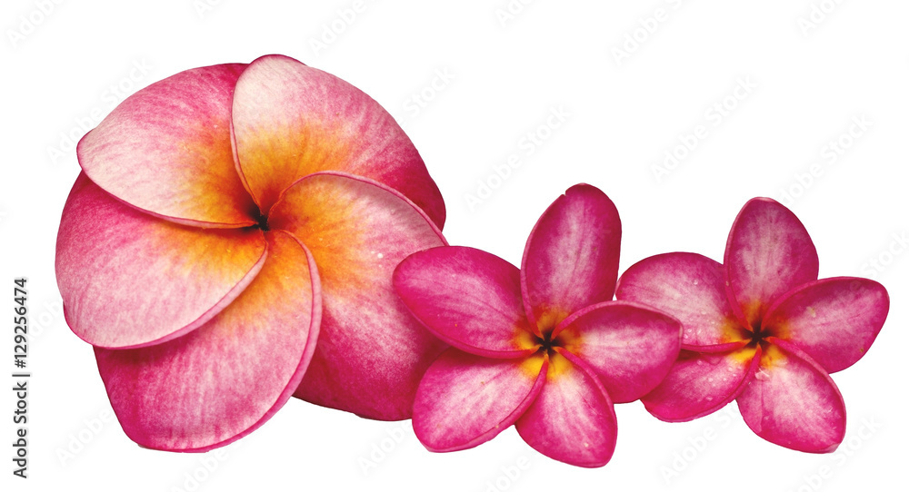 frangipani flower on white ground
