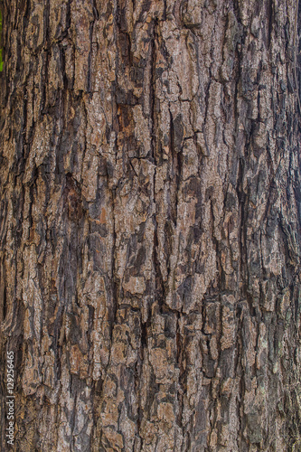 Tree bark background   texture
