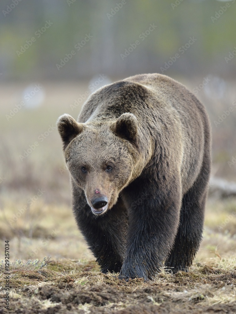 The Brown Bear (Ursus arctos) on the swamp in spring forest. The Brown Bear (Ursus arctos) on the swamp in spring forest.
