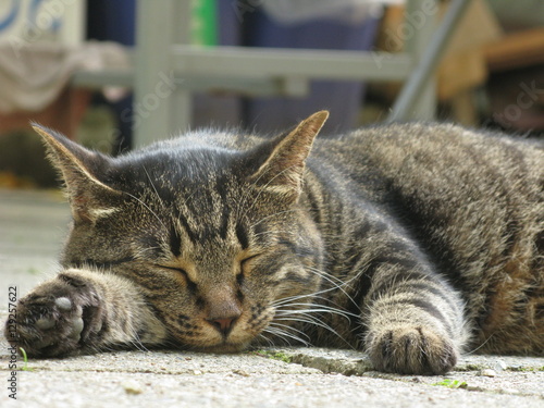 A cat taking a siesta