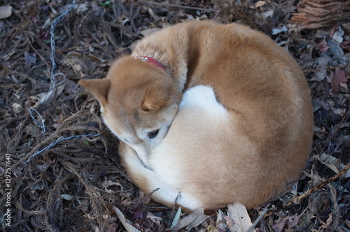 A dog curling up