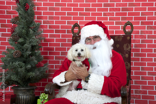 Santa Claus with white long haired small dog sitting on a tatted chair, red brick background. Santa Paws. photo