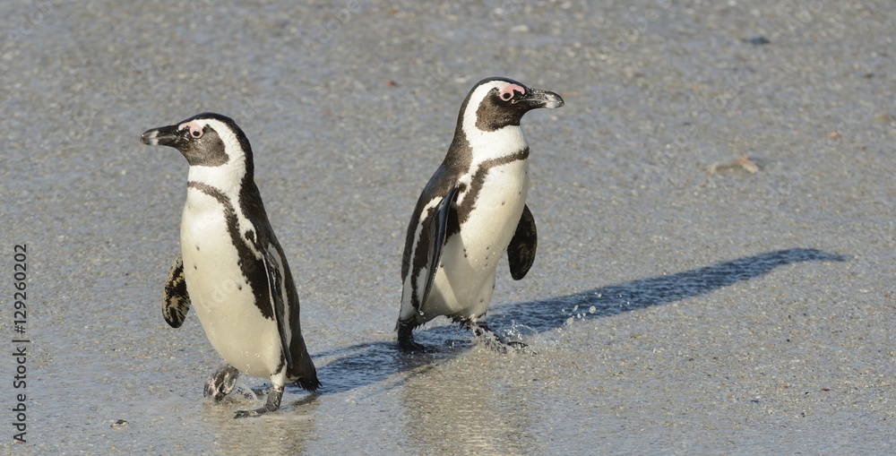 Obraz premium African penguins walk out of the ocean on the sandy beach. African penguin ( Spheniscus demersus) also known as the jackass penguin and black-footed penguin. Boulders colony. Cape Town. South Africa