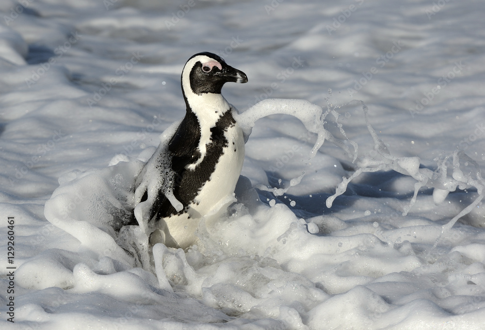 Fototapeta premium African penguins walk out of the ocean on the sandy beach. African penguin ( Spheniscus demersus) also known as the jackass penguin and black-footed penguin. Boulders colony. Cape Town. South Africa