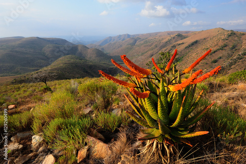 Blooming aloes in the mountains