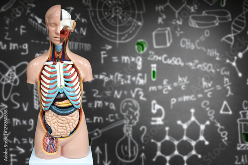 Human anatomy mannequin on the background of chemical formulas