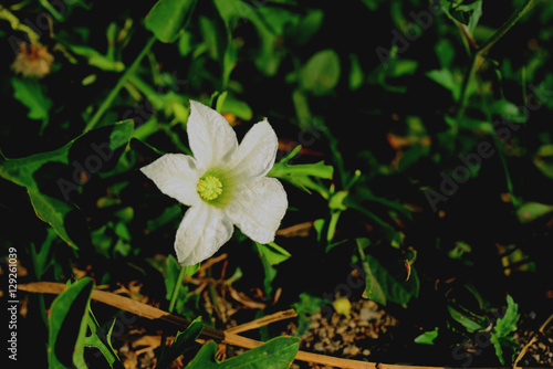 Ivy Gourd