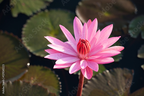 Pink lotus flot on the river gardent.