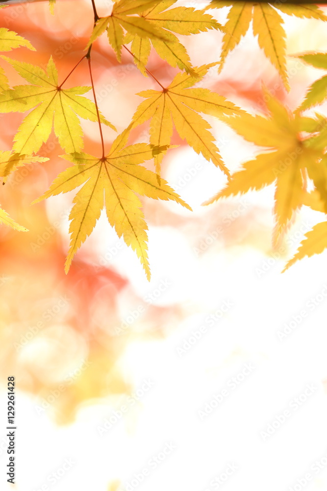 紅葉 紅葉