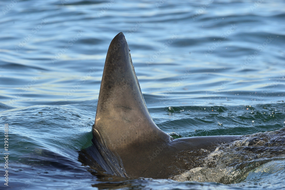 Fototapeta premium Shark fin above water. closeup Fin of a Great White Shark (Carcharodon carcharias) in ocean water.