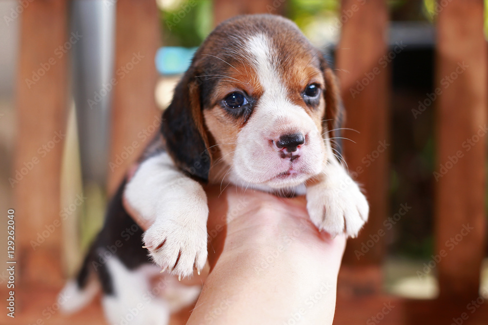 Beagle puppy sit and play on wood chair Beagle puppy sit and play on wood chair