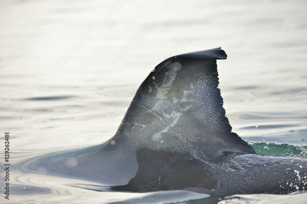 Fototapeta premium Shark fin above water. closeup Fin of a Great White Shark (Carcharodon carcharias) in ocean water.