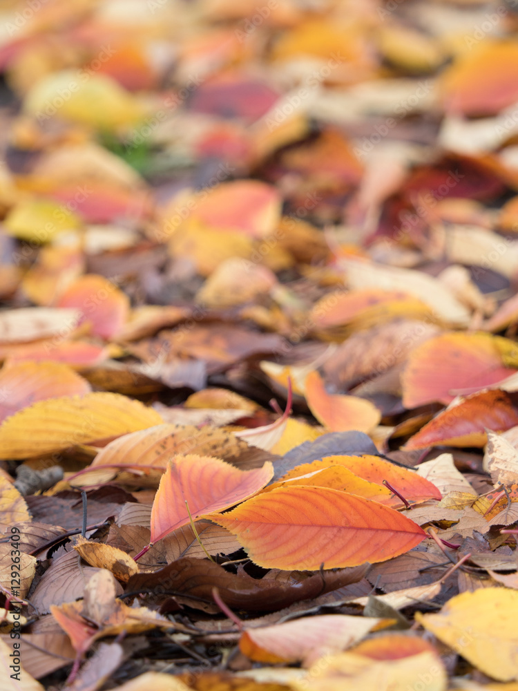 紅葉した葉が降り積もった地面