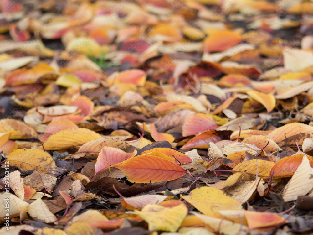 紅葉した葉が降り積もった地面