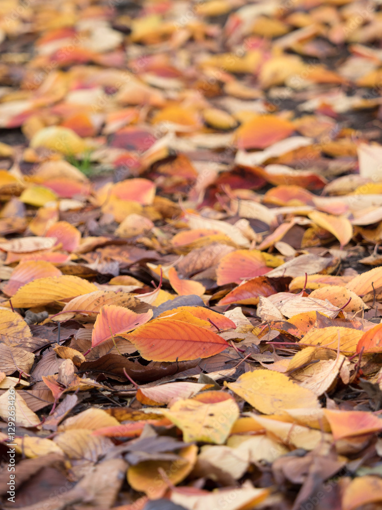 紅葉した葉が降り積もった地面