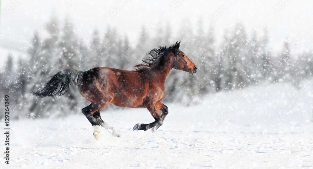 Fototapeta Koń galopujący zimą 