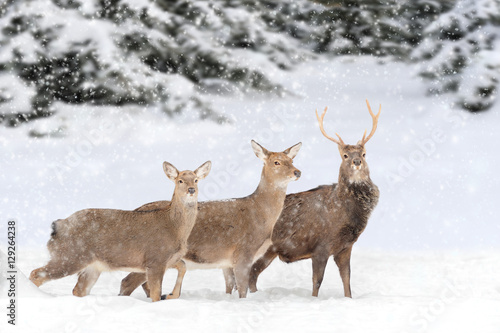 Wallpaper Mural Deer in winter forest Torontodigital.ca