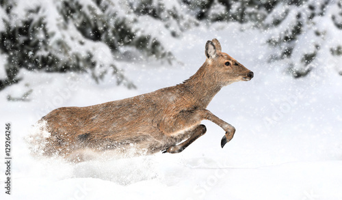 Deer in winter forest