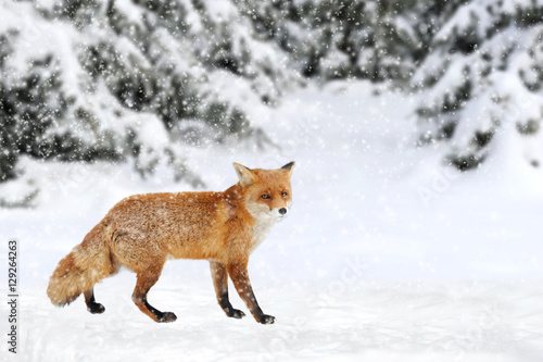 Fox portrait in nature