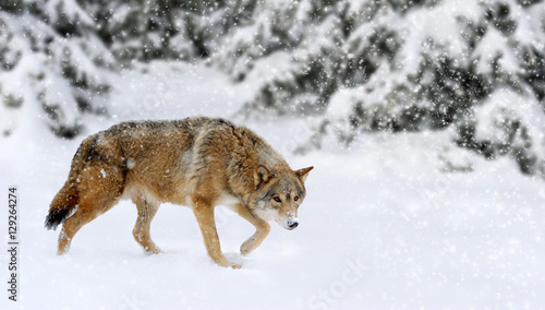 Wolf winter in nature © byrdyak