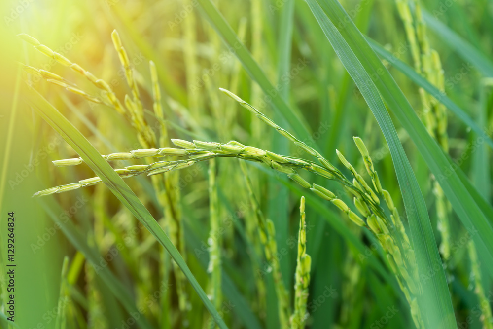 green paddy rice