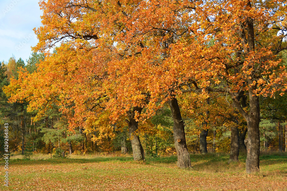 Autumn came to oak grove