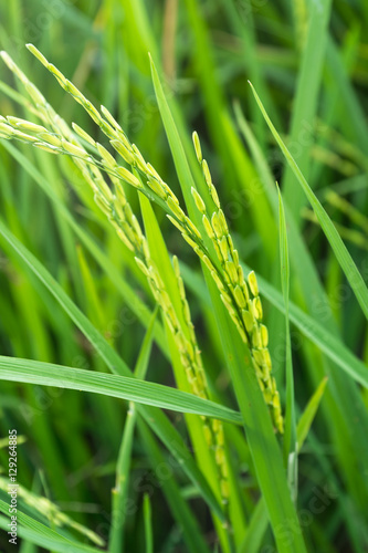 green paddy rice