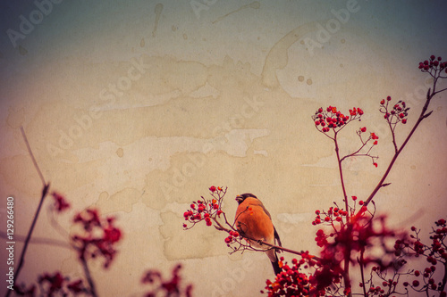 Bullfinch on Rowan Textured