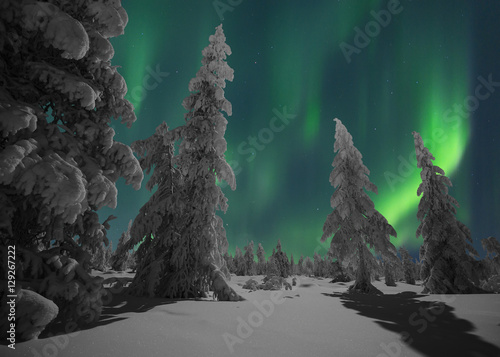 Winter scene. Northern lights over snow covered trees. photo