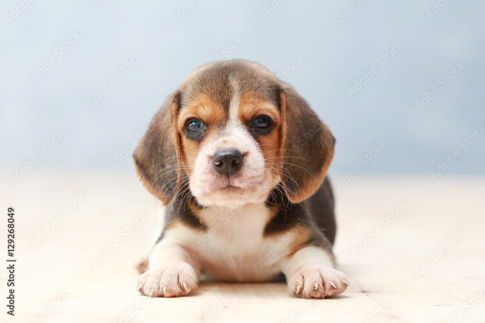 small cute beagle puppy dog looking up