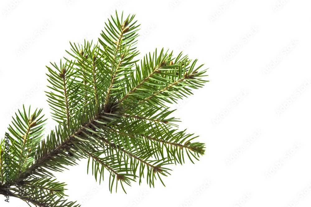green sprig of living a natural tree green sprig of living a natural tree