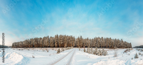 Сосновый бор / Pine forest