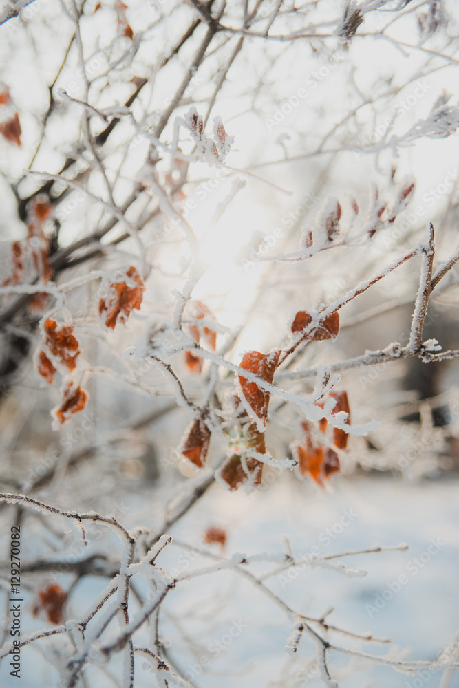 Winter background: frost branches Winter background: frost branches